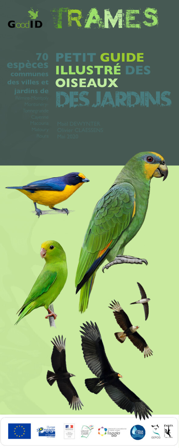 Petit guide illustré des oiseaux des jardins de l’Île de Cayenne