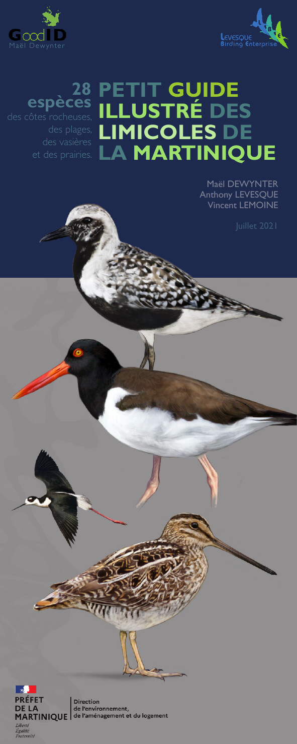Petit guide illustré des limicoles de la Martinique