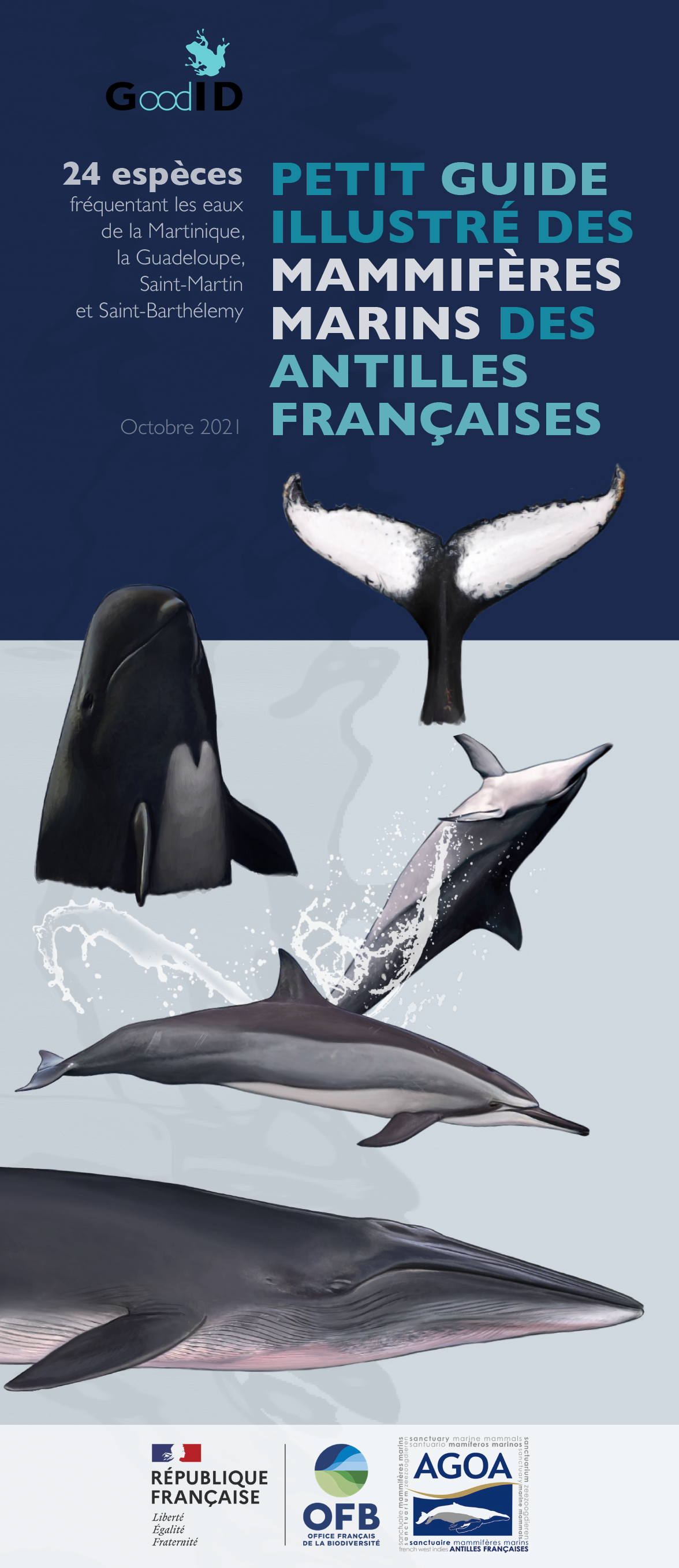 Petit guide illustré des mammifères marins des Antilles françaises