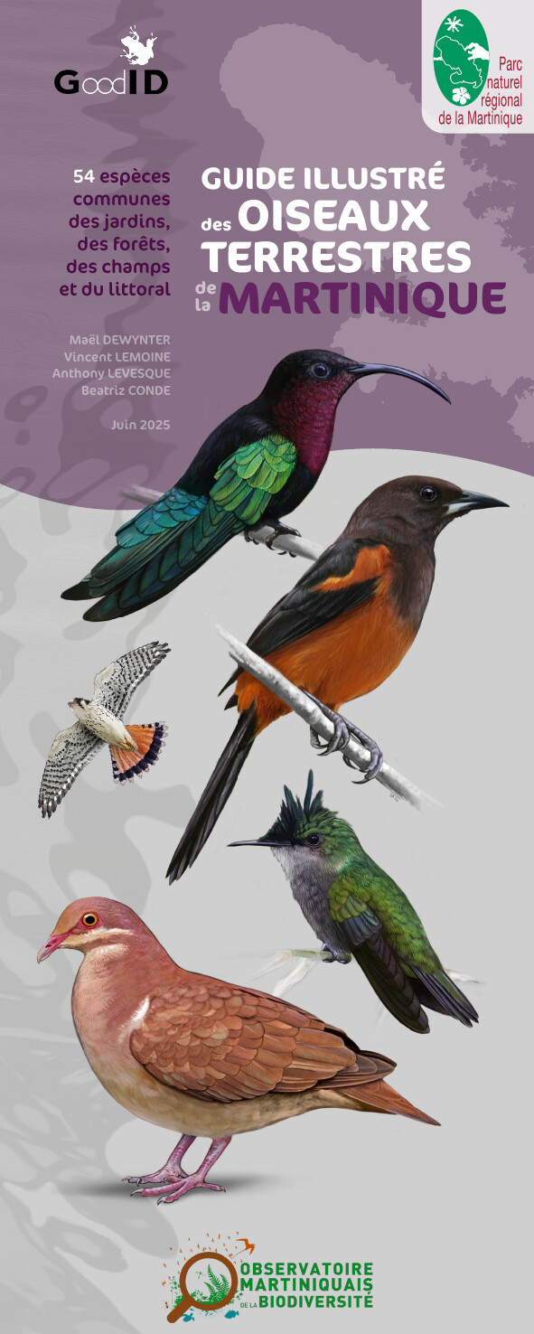 Guide illustré des oiseaux terrestres de la Martinique