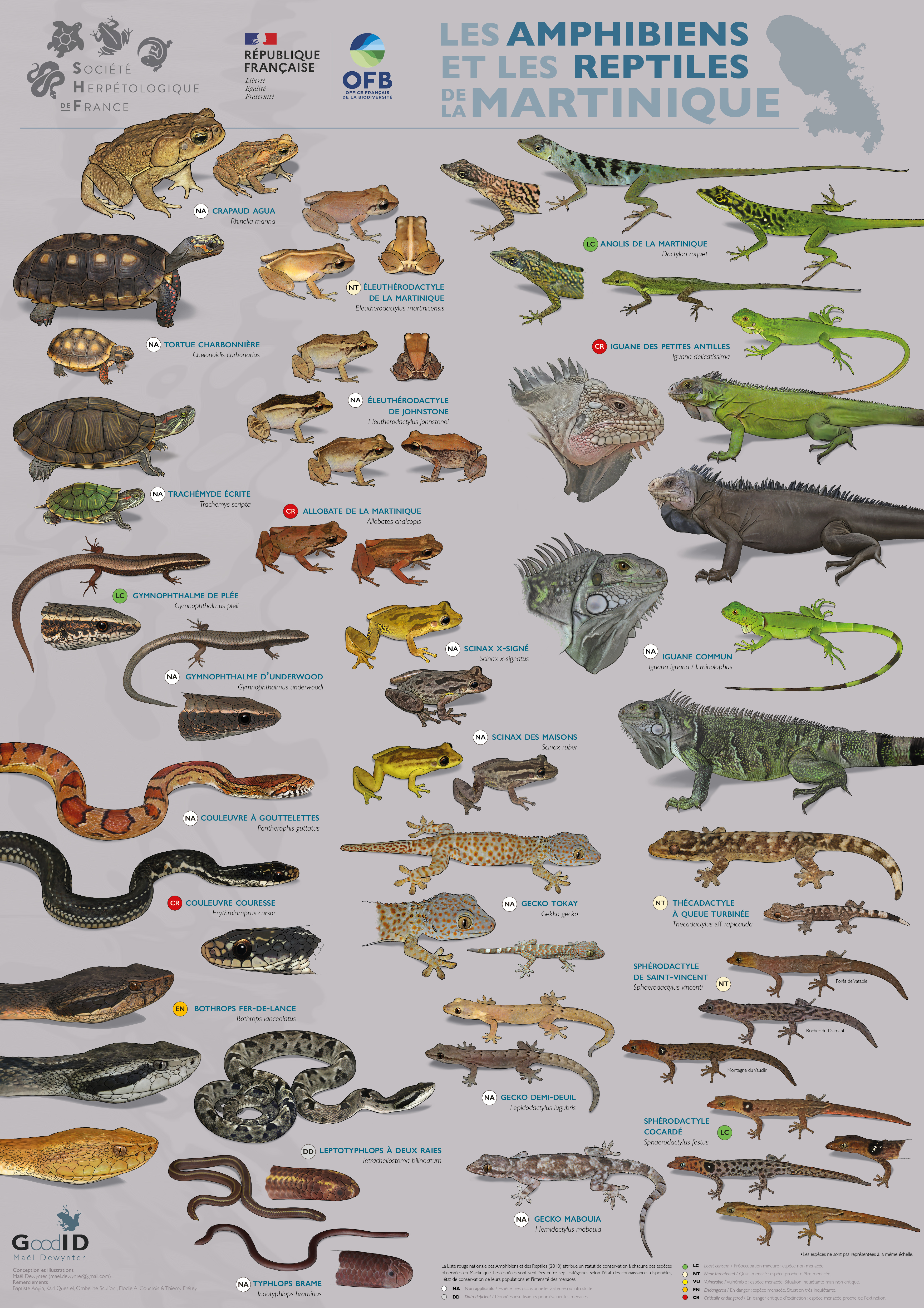 Les Amphibiens et les Reptiles de Martinique