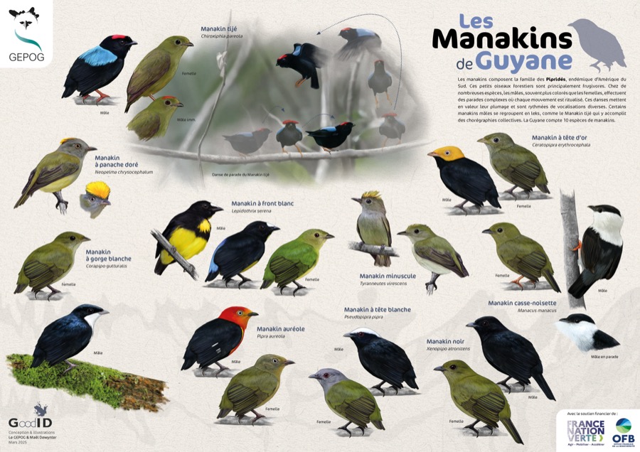 Les Manakins de Guyane