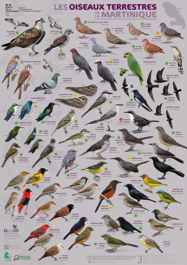 Les Oiseaux terrestres de Martinique