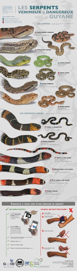 Les Serpents venimeux & dangereux de Guyane