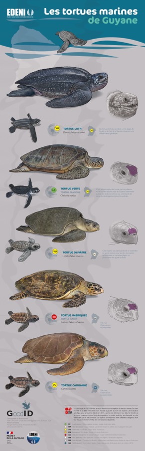 Les Tortues marines de Guyane