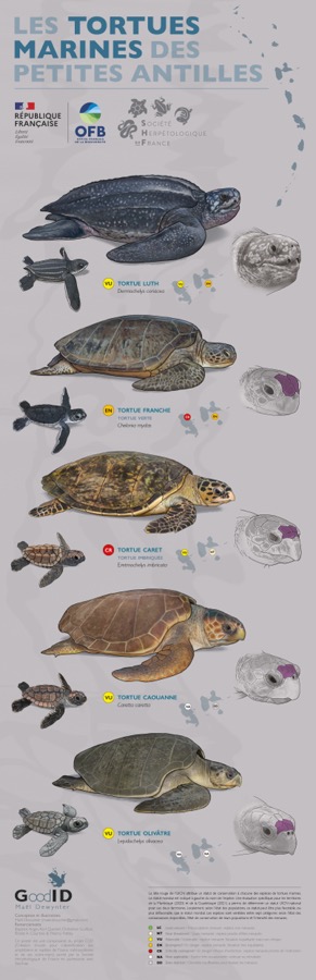 Les Tortues marines des Petites Antilles