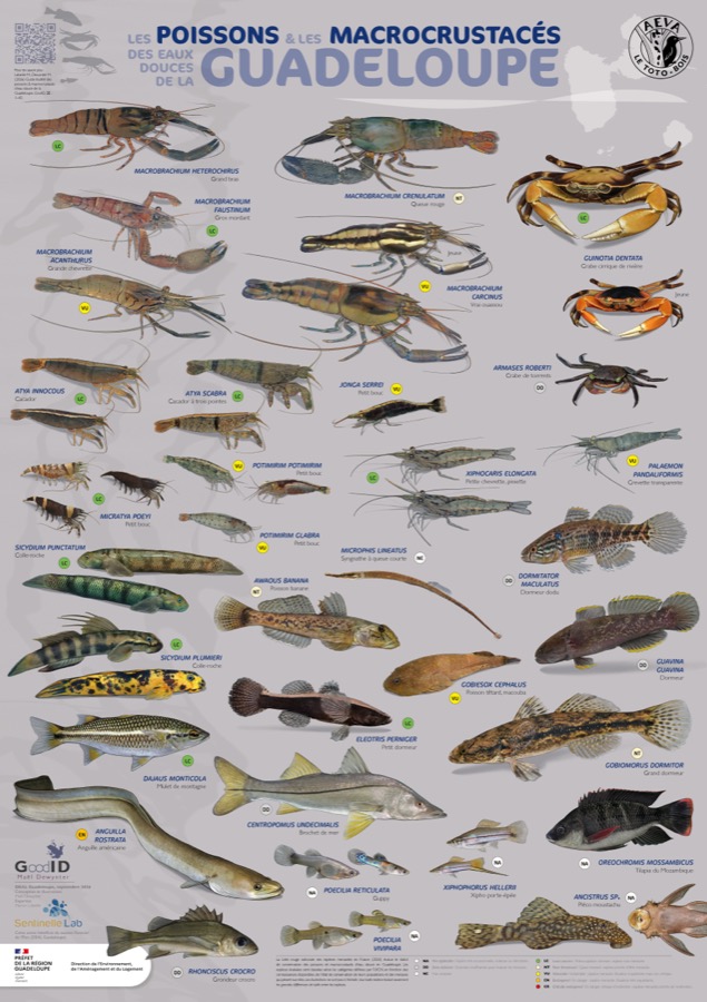 Les Poissons & les Macrocrustacés des eaux douces de la Guadeloupe