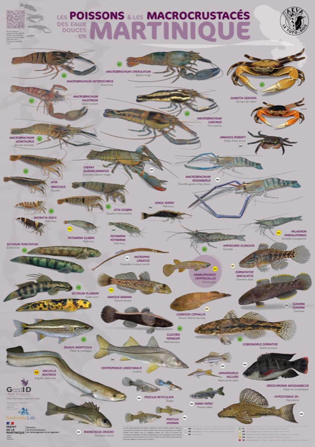 Les Poissons & les Macrocrustacés des eaux douces en Martinique
