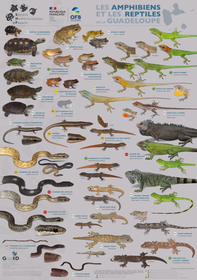 Les Amphibiens et les Reptiles de la Guadeloupe