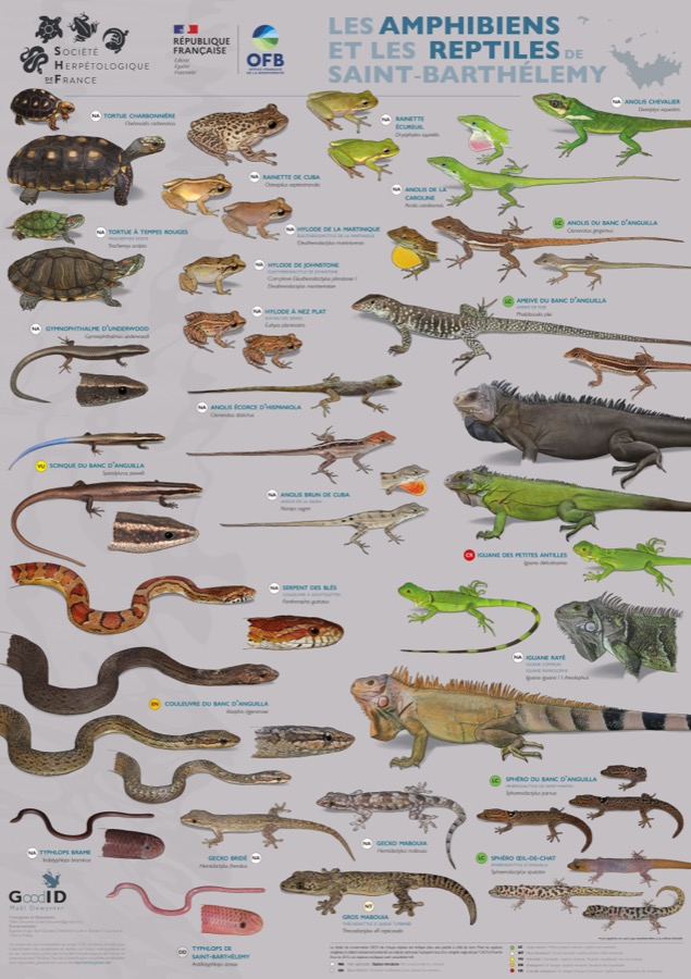 Les Amphibiens et les Reptiles de Saint-Barthélemy